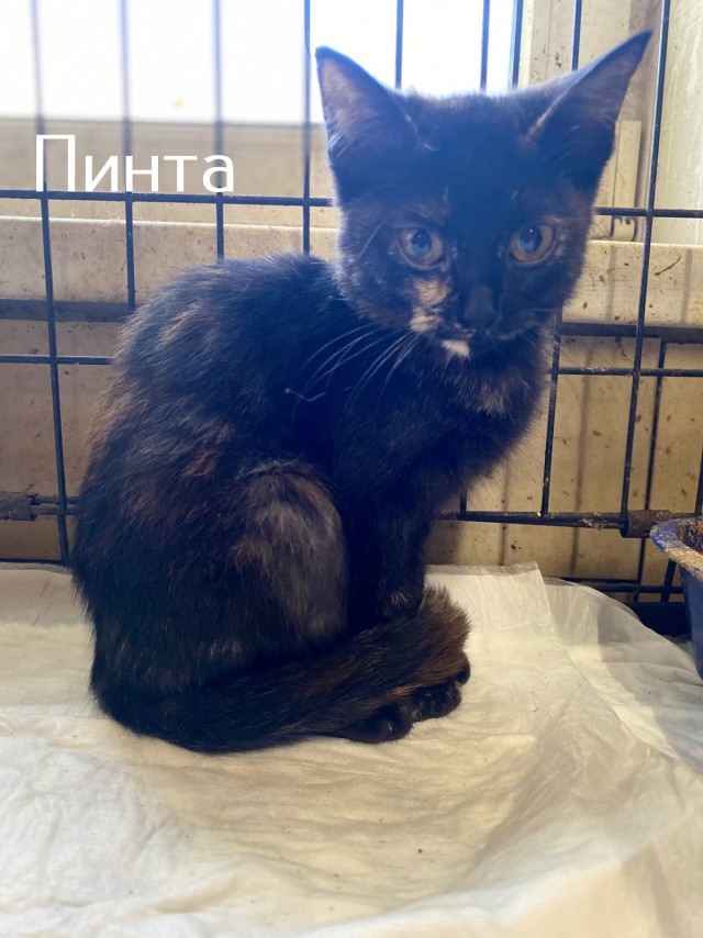 Жизнь домашнего приюта "Котоленд" 512