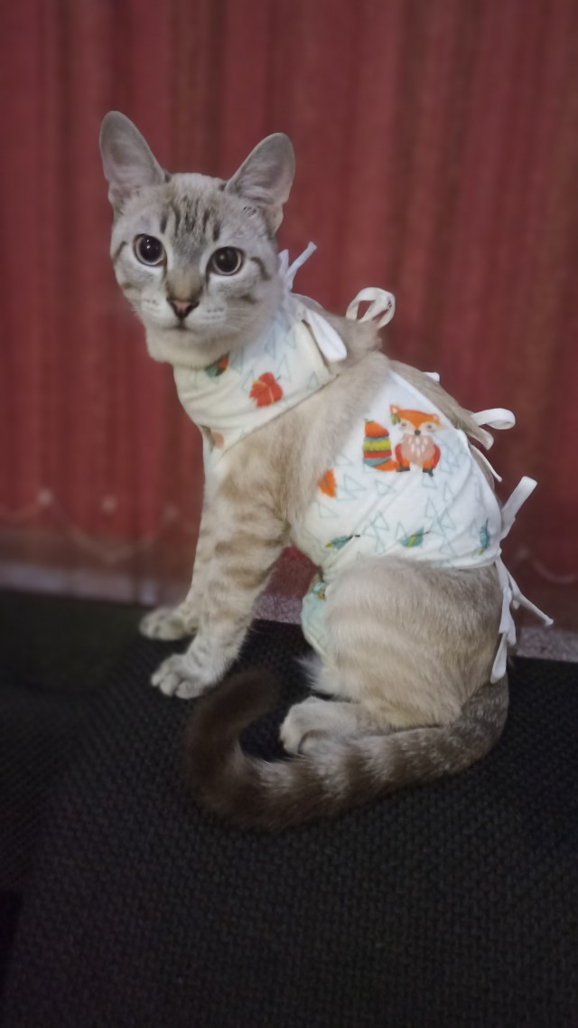 Котовторник.Наши модели