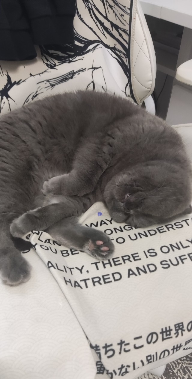 Котовторник