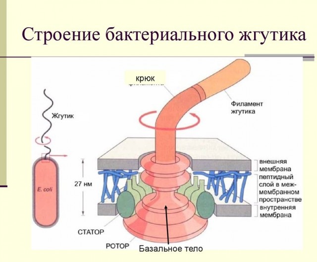 Нанороботы внутри нас