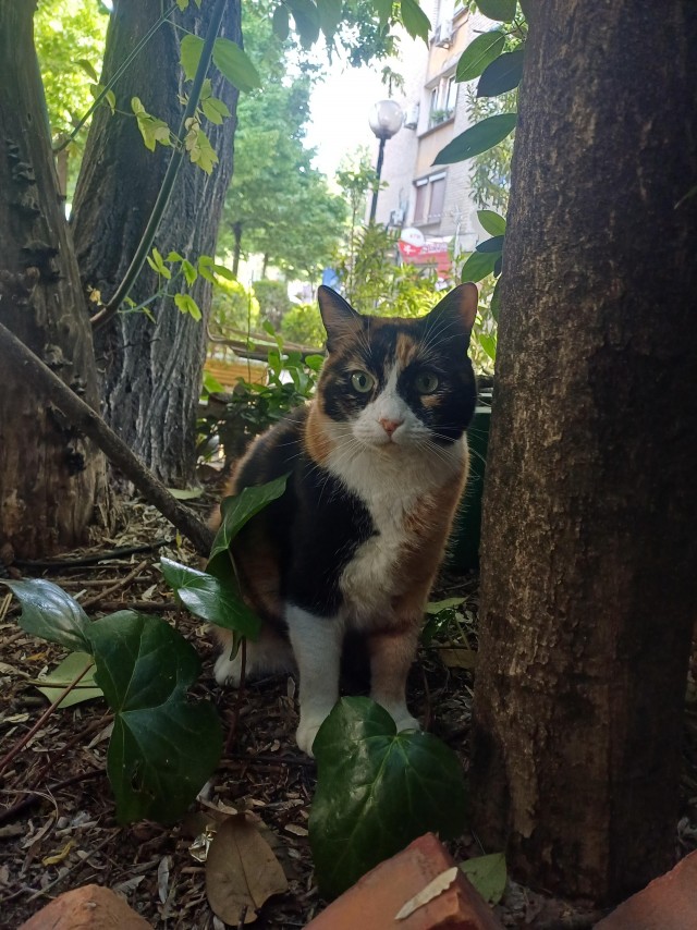 Уличные кошки в Албании