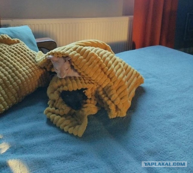 Наши коты