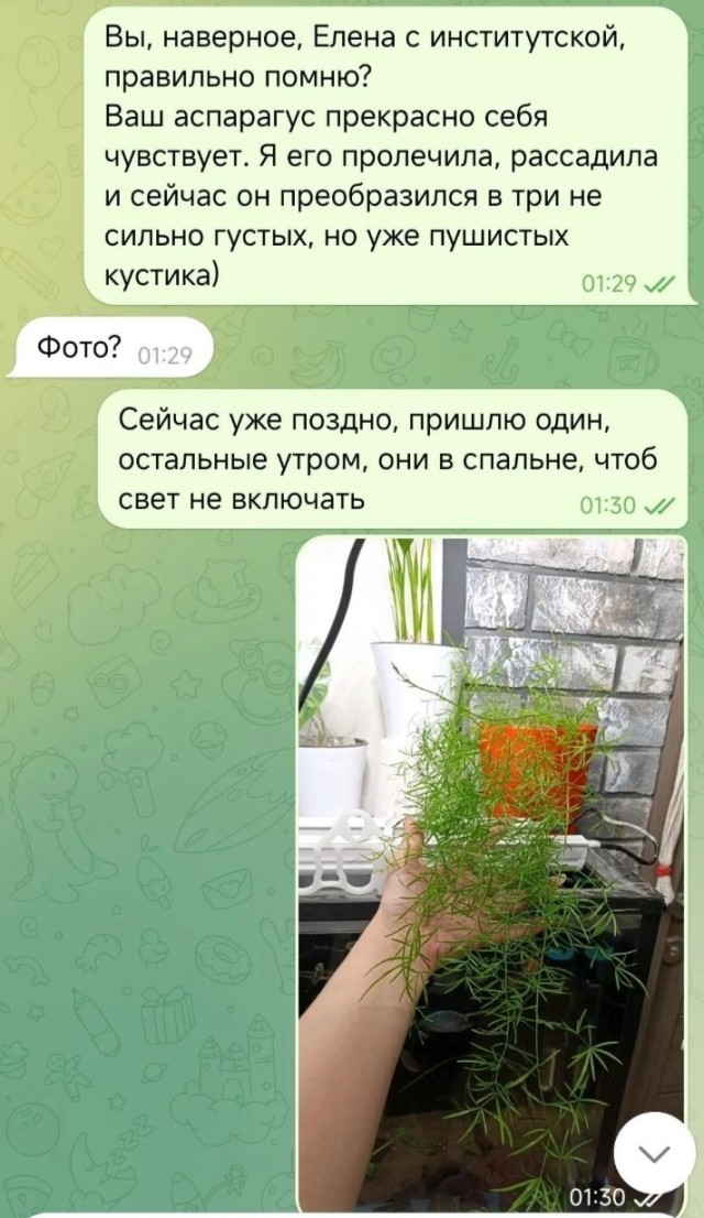 Аспарагусы