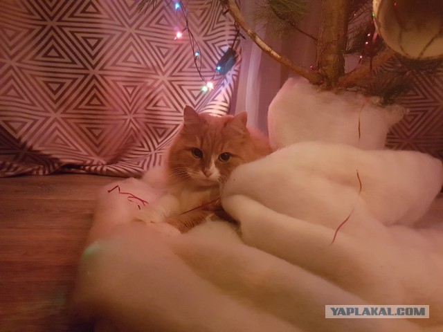 Котовторник же, почему бы и нет