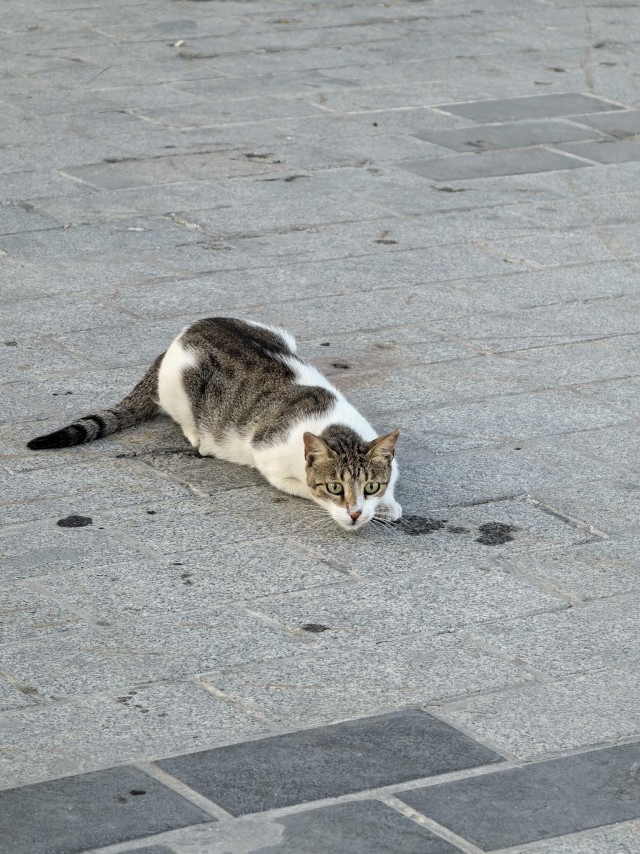 Уличные кошки Стамбула — 2