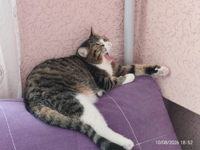 В Казани мужчина спас котёнка