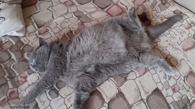 К-котовторник