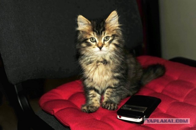 Котовторник 03.09.2013