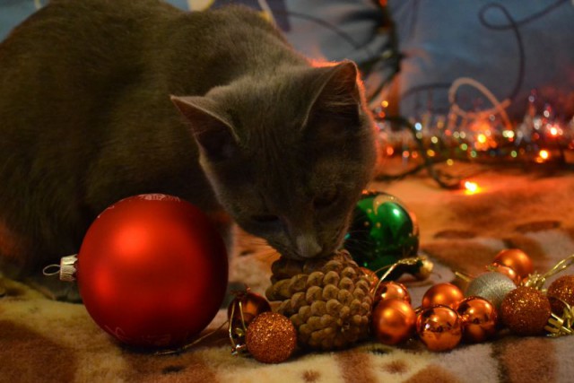 Котовторник   31.12.  2013
