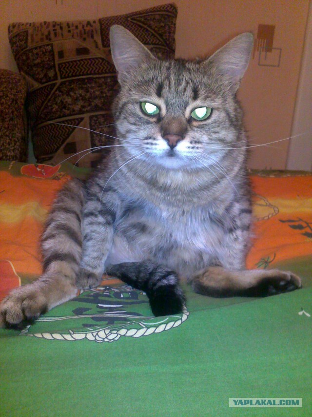 Котовторник  28.01.14