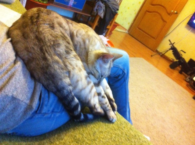 Котовторник  28.01.14