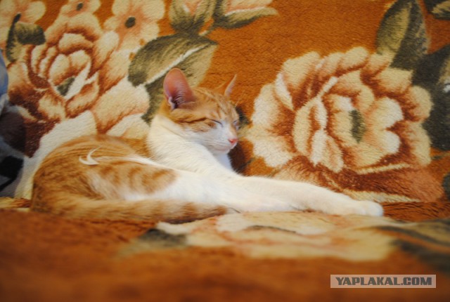 Котовторник 04.03.2014