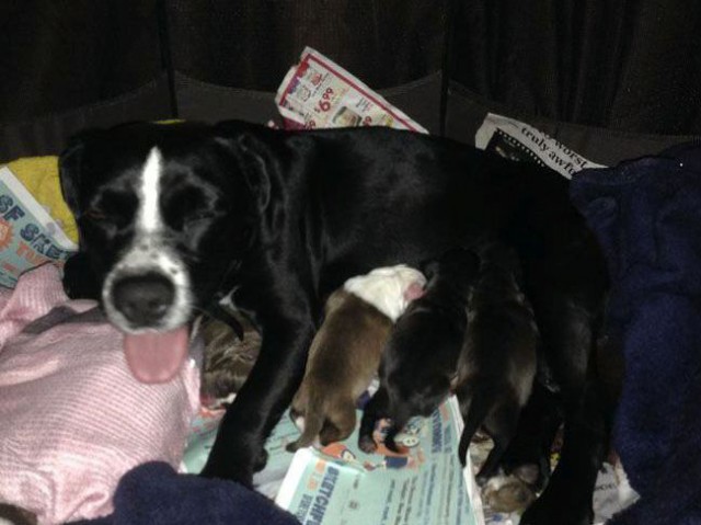 Спасение беременной собаки