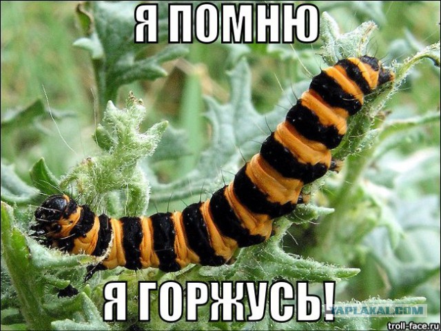 Не тигр, а наш кот!