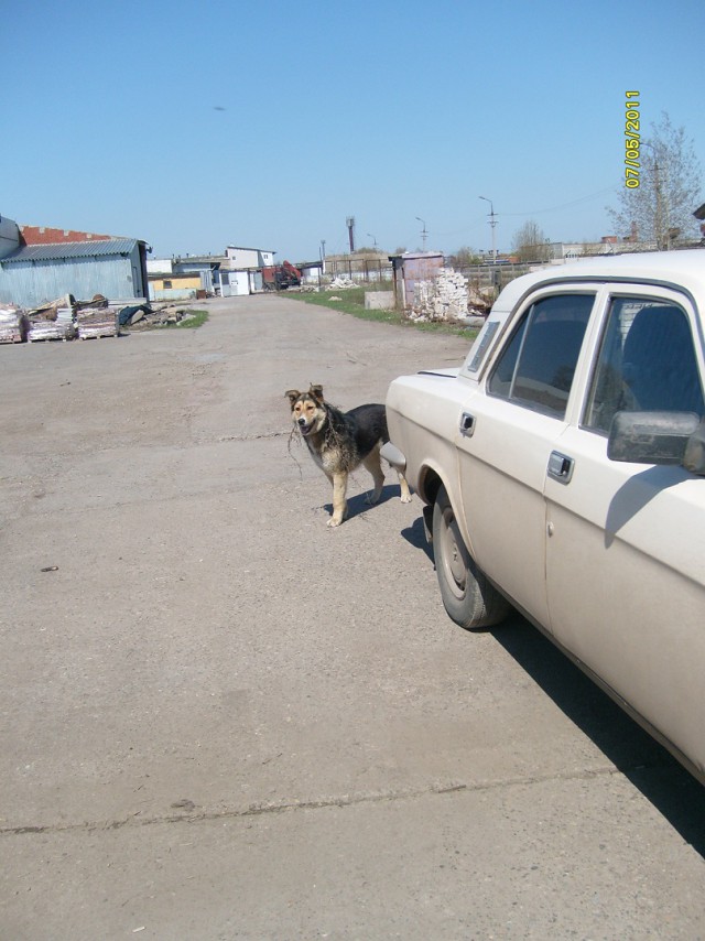Собакочетверг