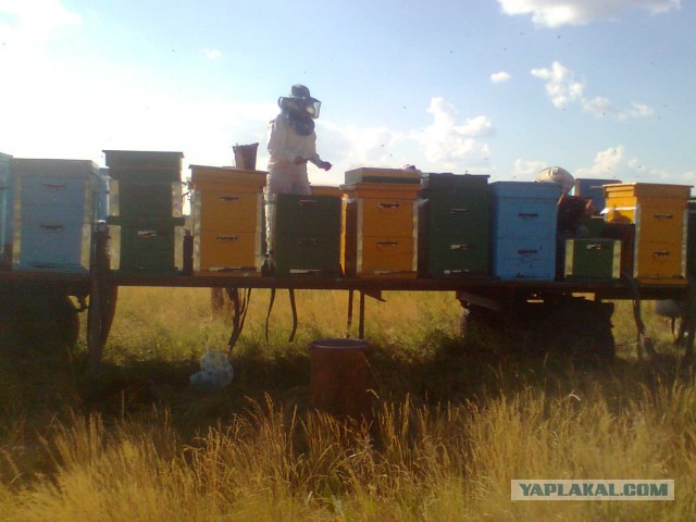 Хобби - пчеловодство