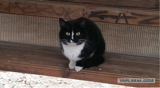 Котовторник 9.12.2014