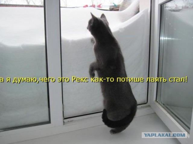Котовторник