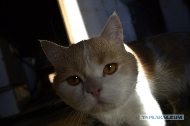 Котовторник