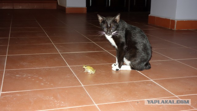 Котовторник 24.03.2015