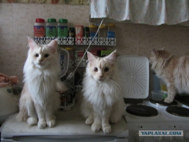 Котовторник  21.07.2015