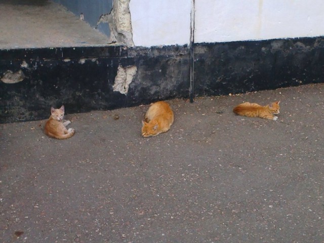 Котовторник 13.10.2015