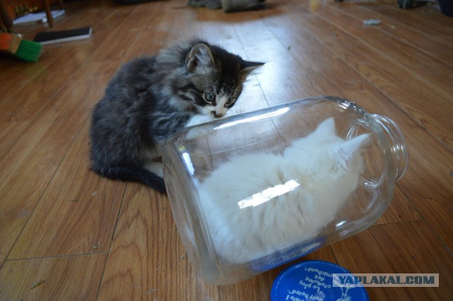 Котовторник