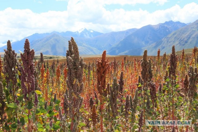Отчет о путешествии в  Перу