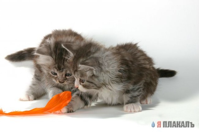 Коты, кошки, котята