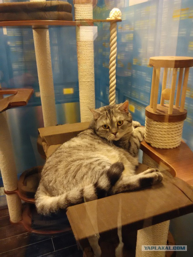 Котовторник