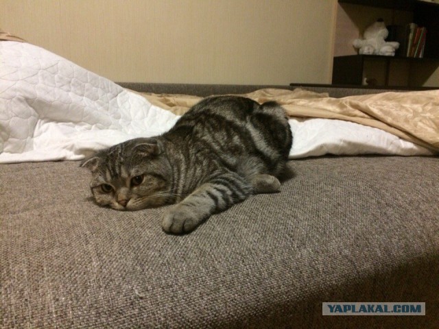 Котовторник