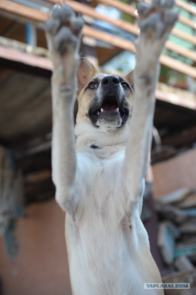 Самый старый в мире спящий вулкан. Карадаг