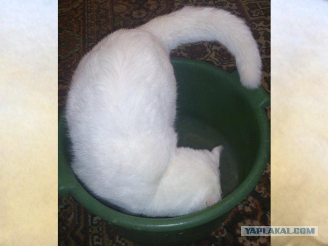Ваши фотки котов на телефон