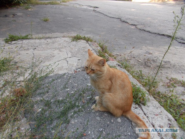 Котовторник 18.10.2016