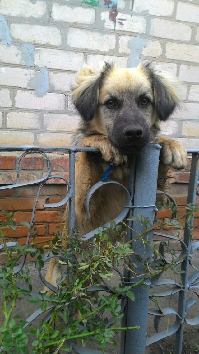 Самые смешные животные