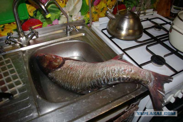 Толстолобик, глубокая переработка.Холодец.