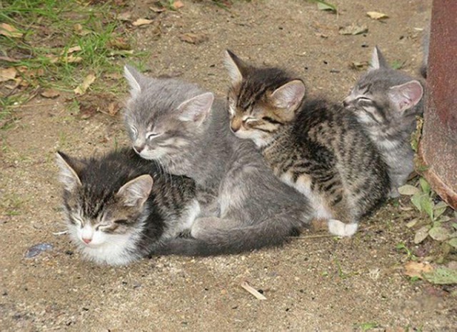 Коты из сети