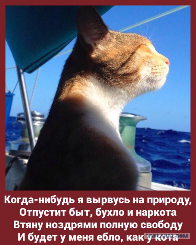 Весёлые картинки
