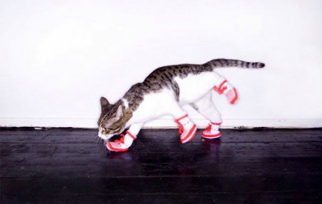 Котовторник 24.01.2017