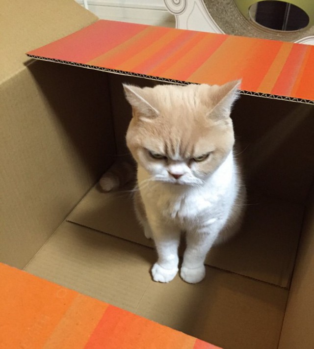 Коты из сети