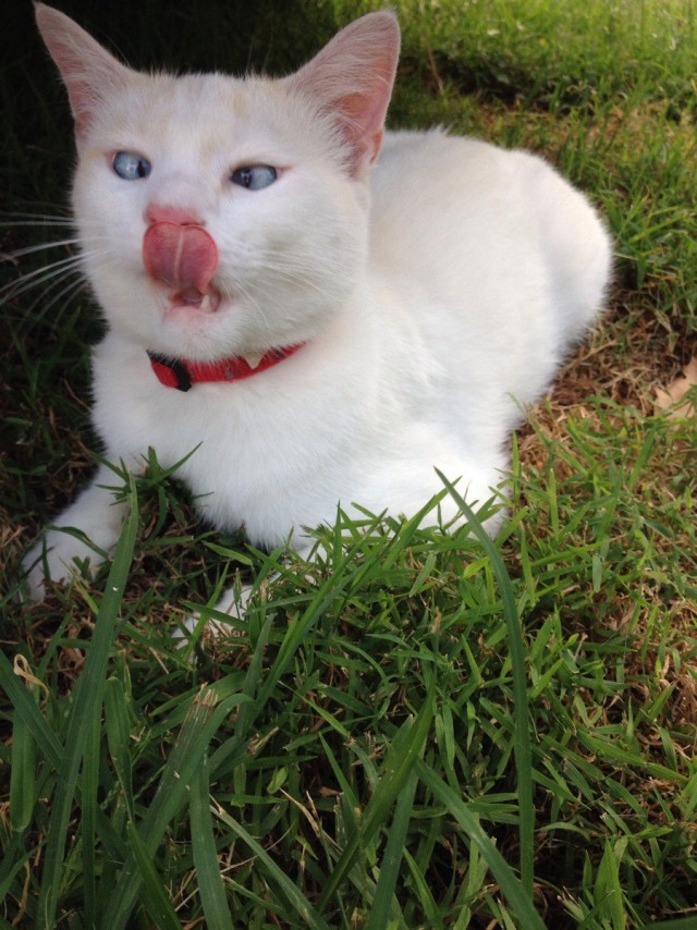 Коты и Кошки