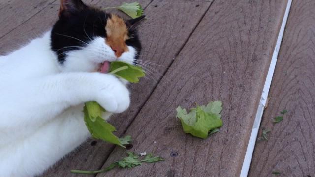 Коты и Кошки