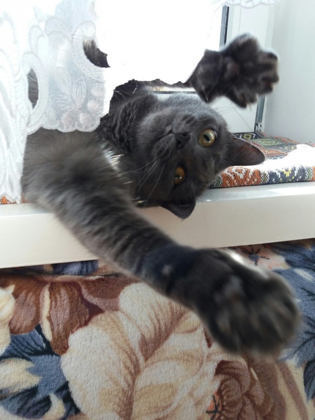 Коты и Кошки