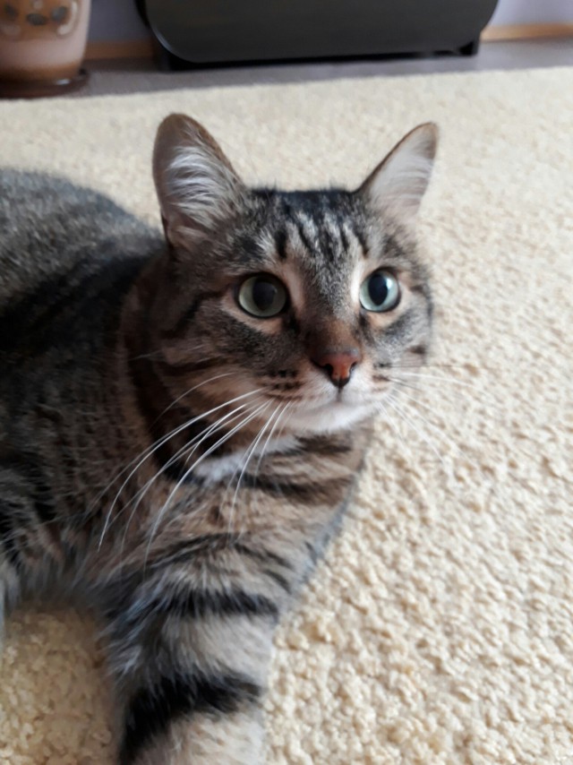 Коты и Кошки