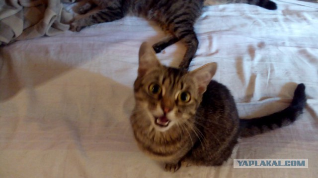 Коты и Кошки