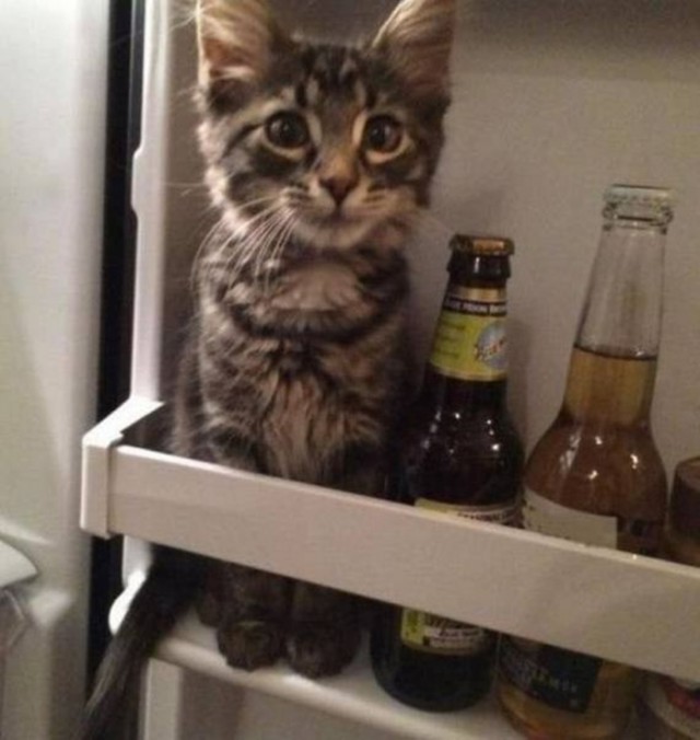 Коты и Кошки