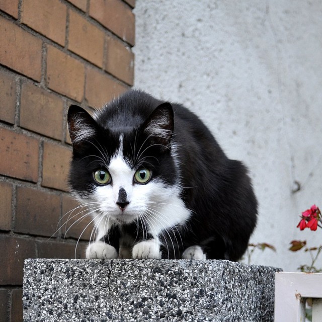 Коты и Кошки