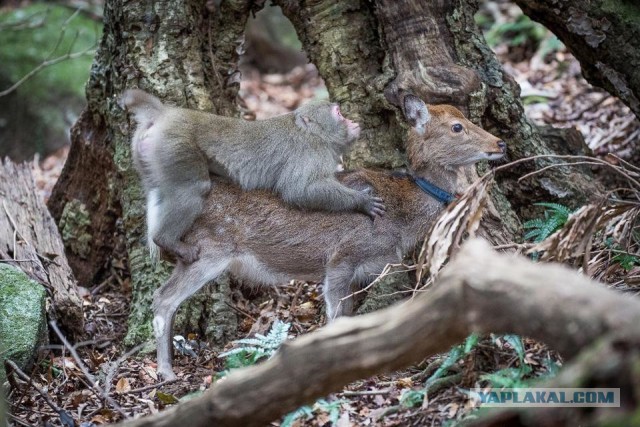 Самки японских макак массово насилуют пятнистых оленей