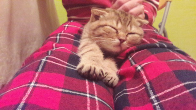 Котовторник 9.01.2018