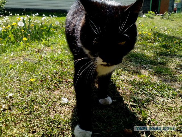 Котовторник 20.02.18